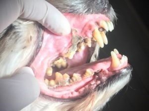 Ulejlighed Satire Lam Tandbehandling af hund i Fredericia | Få Gratis tandtjek - Bestil tid her